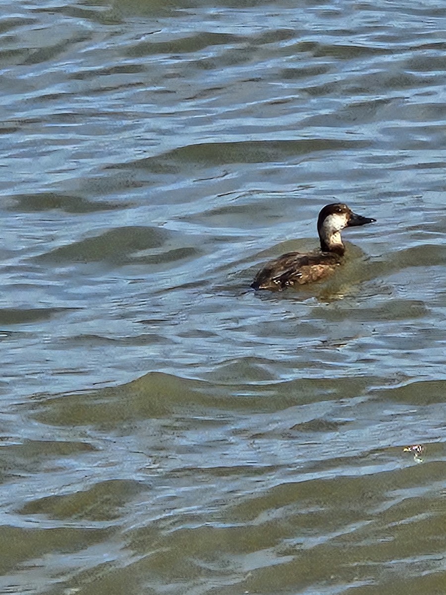 Black Scoter - ML630748566