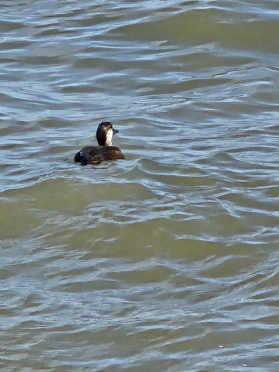 Black Scoter - ML630748581
