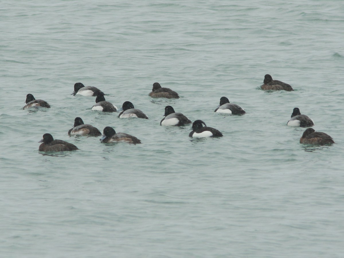 Tufted Duck - ML630748587
