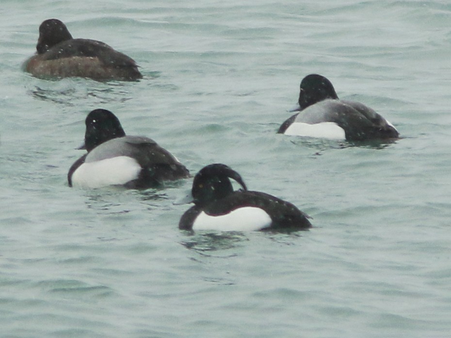 Tufted Duck - ML630748589