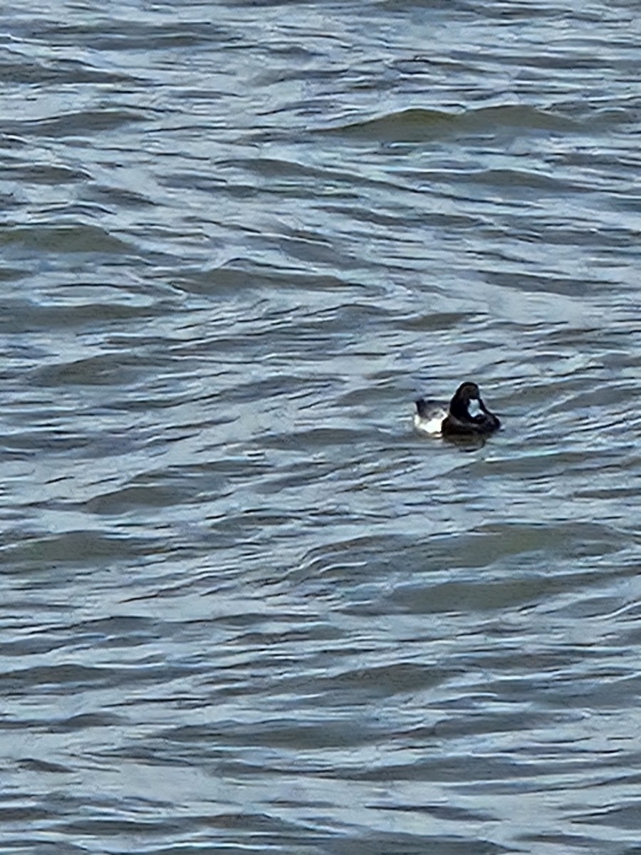 Greater Scaup - ML630748600