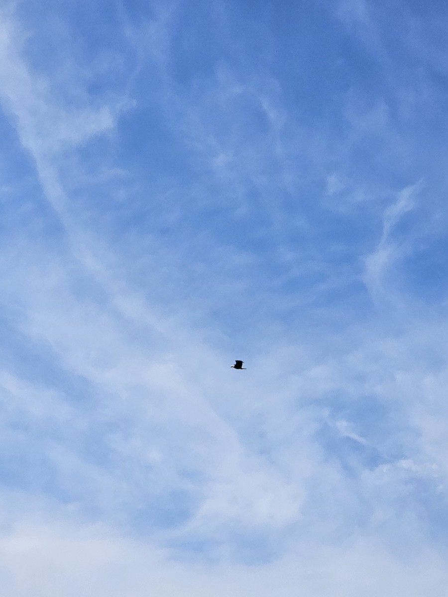 Bald Eagle - ML630748615