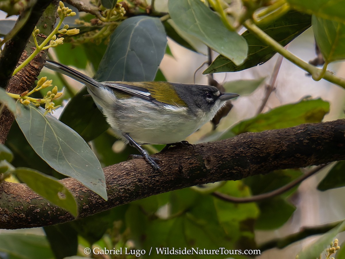ハジロアメリカムシクイ - ML630748680