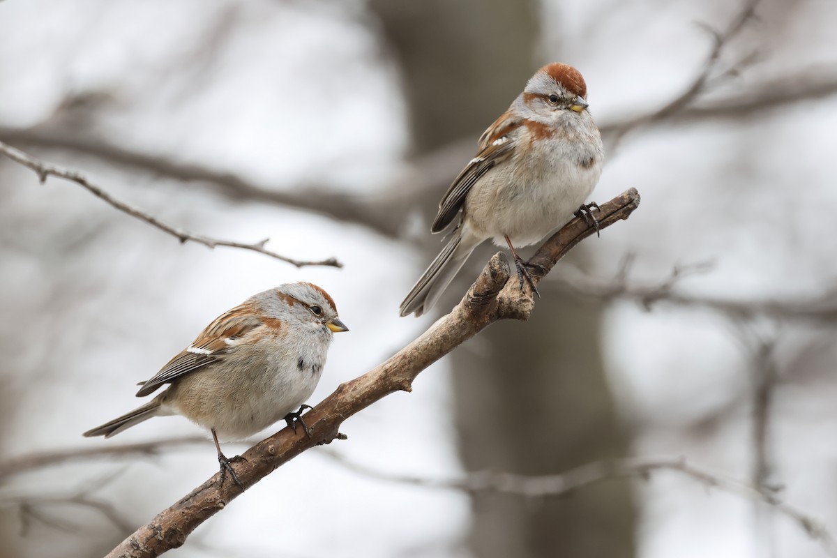 American Tree Sparrow - ML630748732
