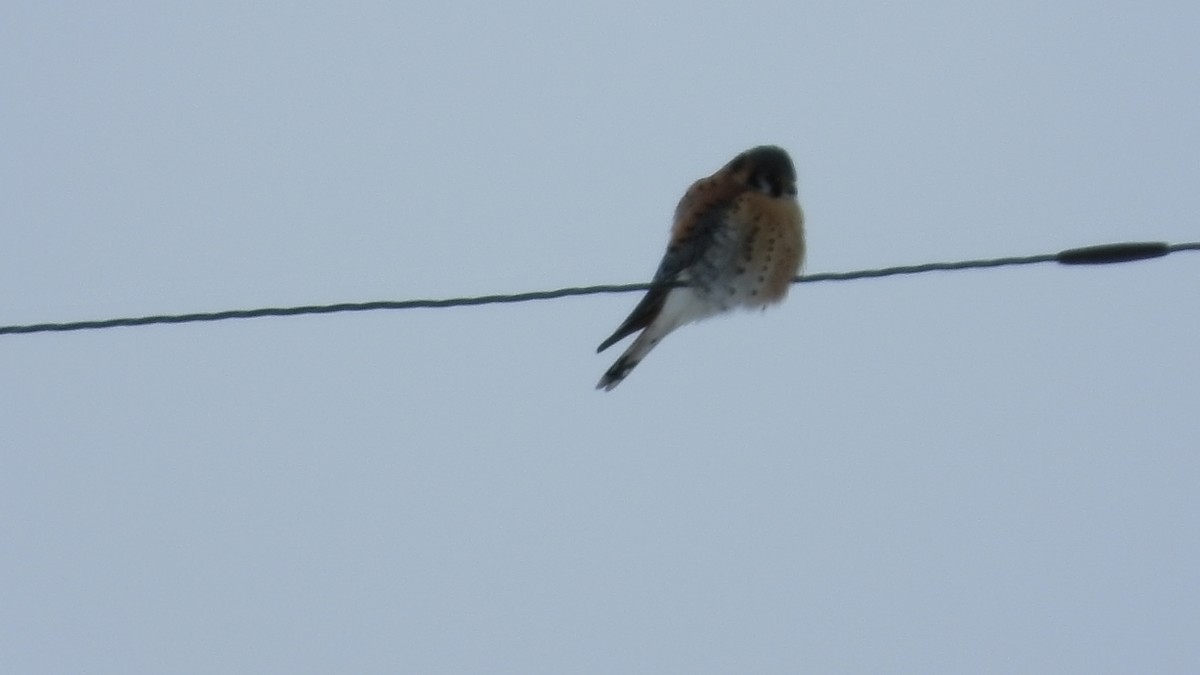 American Kestrel - ML630748735