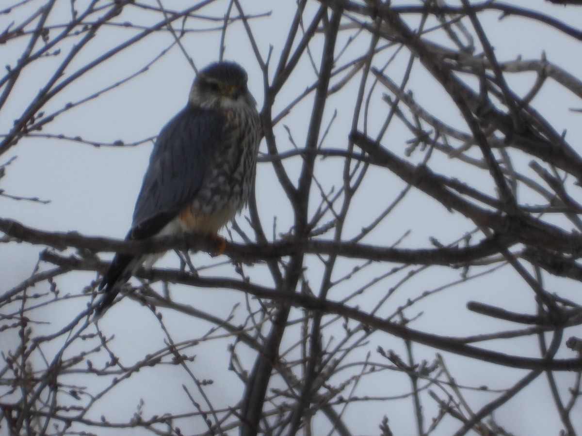 Merlin - ML630748753