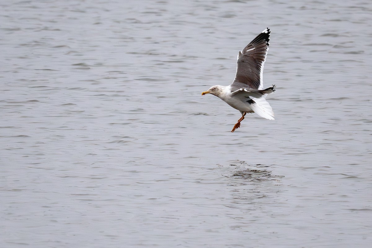 Lesser Black-backed Gull - ML630748787