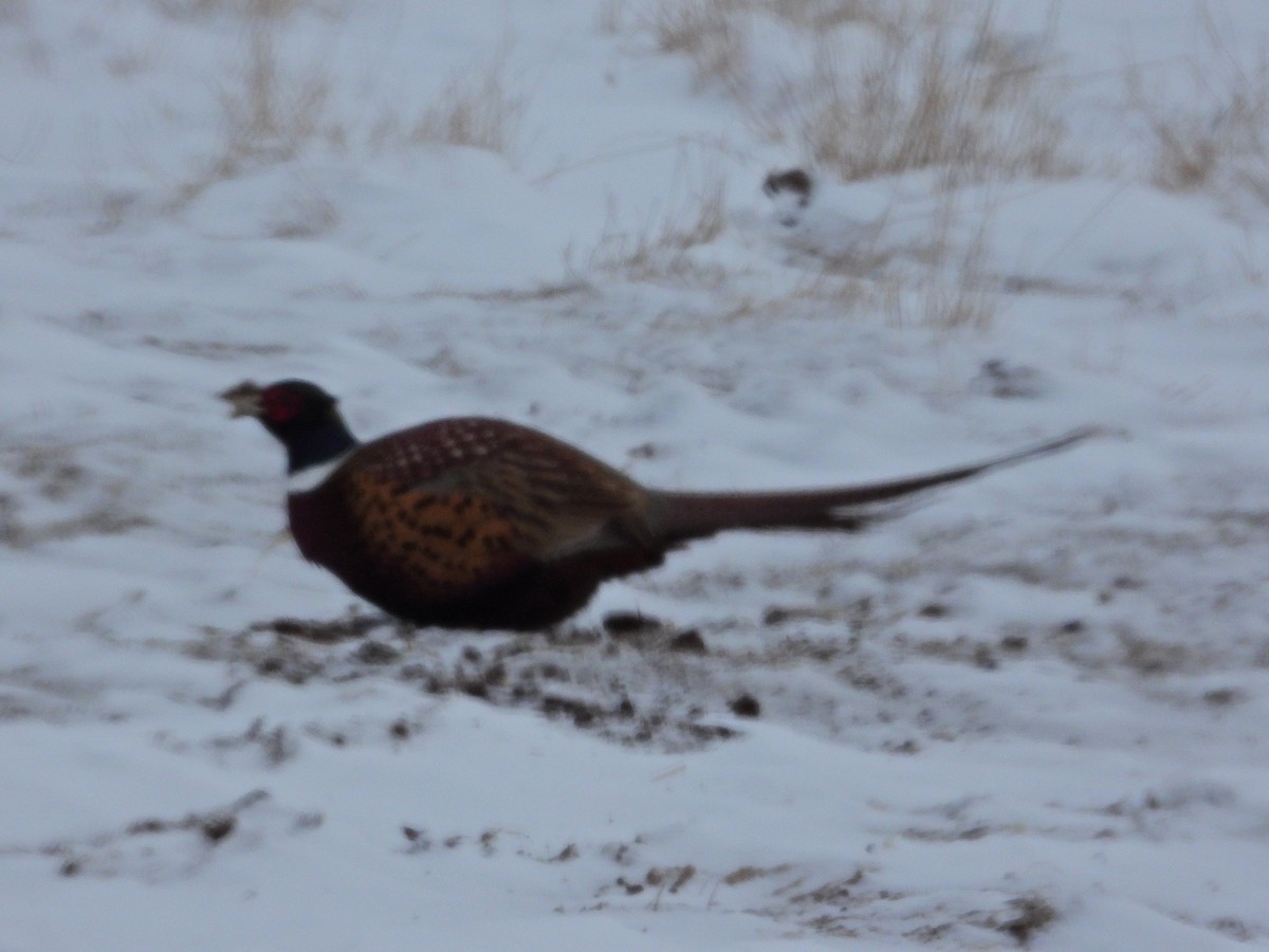 Ring-necked Pheasant - ML630748828