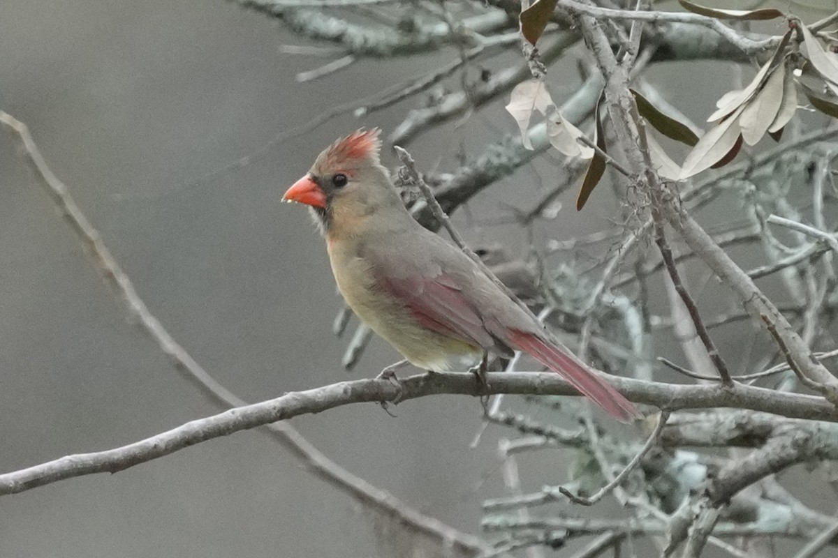 Northern Cardinal - ML630748860