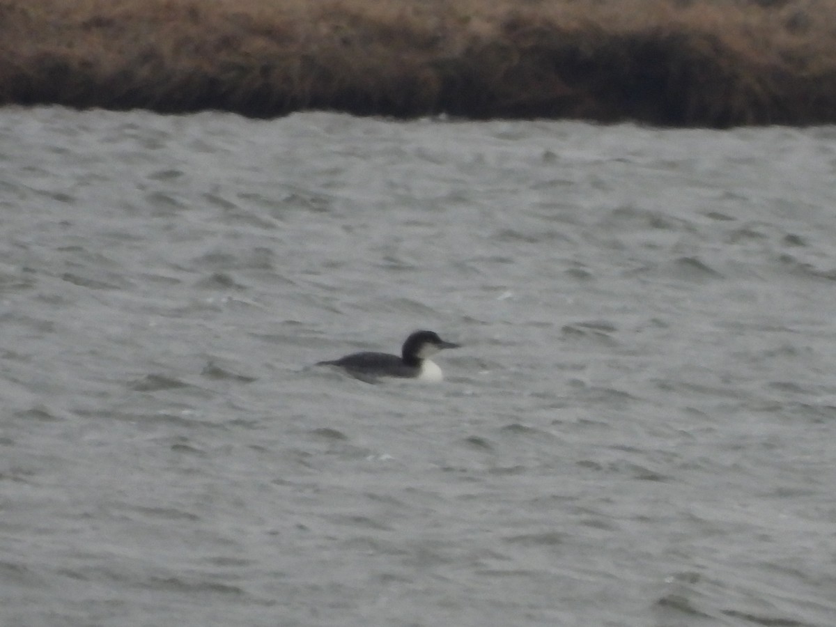 Common Loon - ML630748900