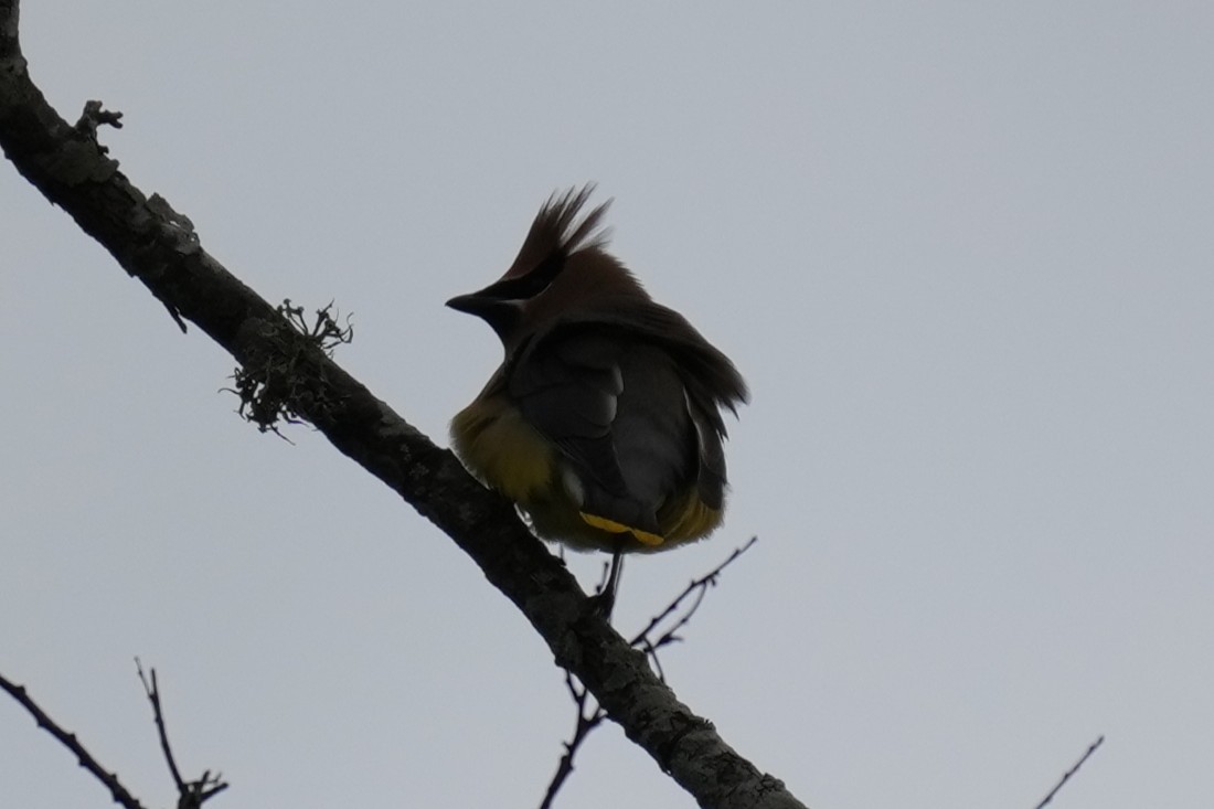 Cedar Waxwing - ML630748917