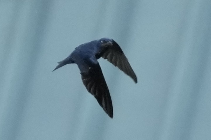 Purple Martin - ML630749039