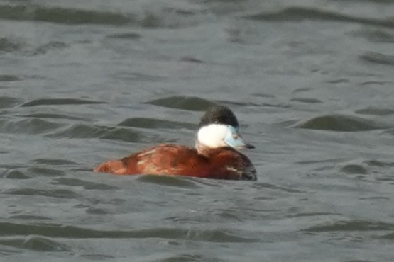 Ruddy Duck - ML630749127