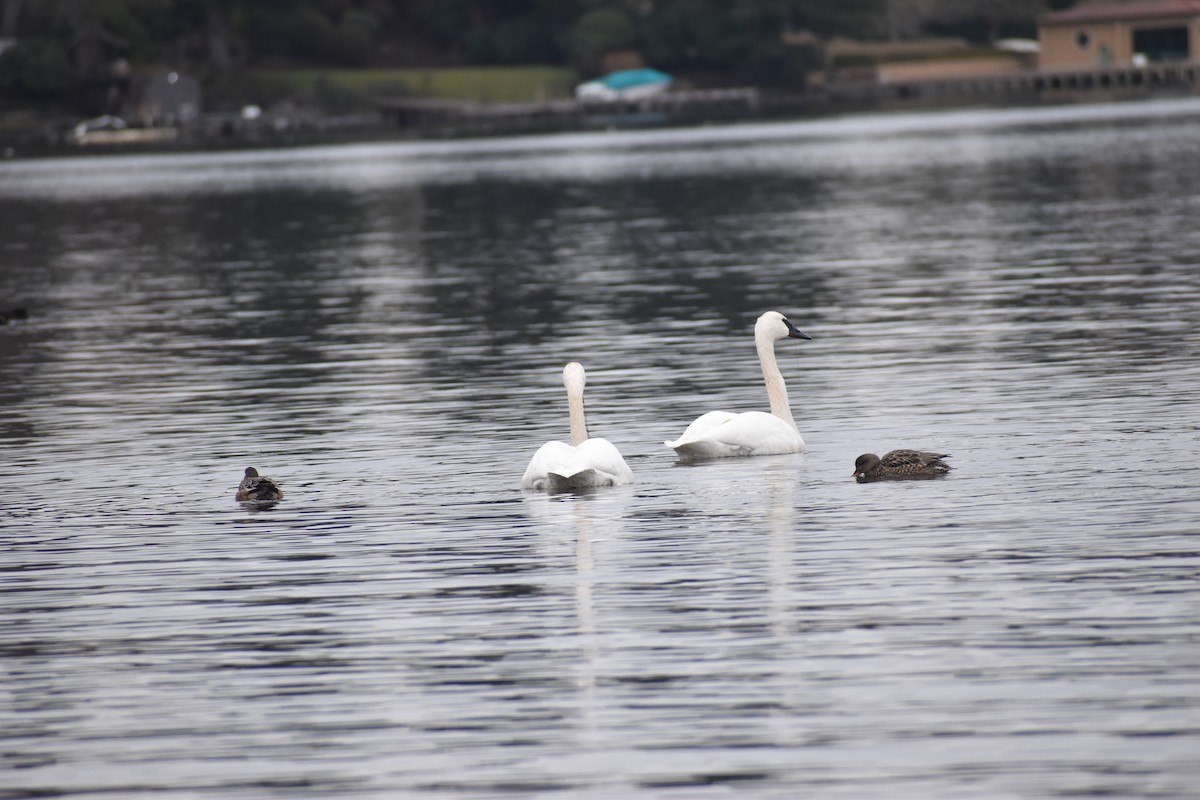 Trumpeter Swan - ML630749149
