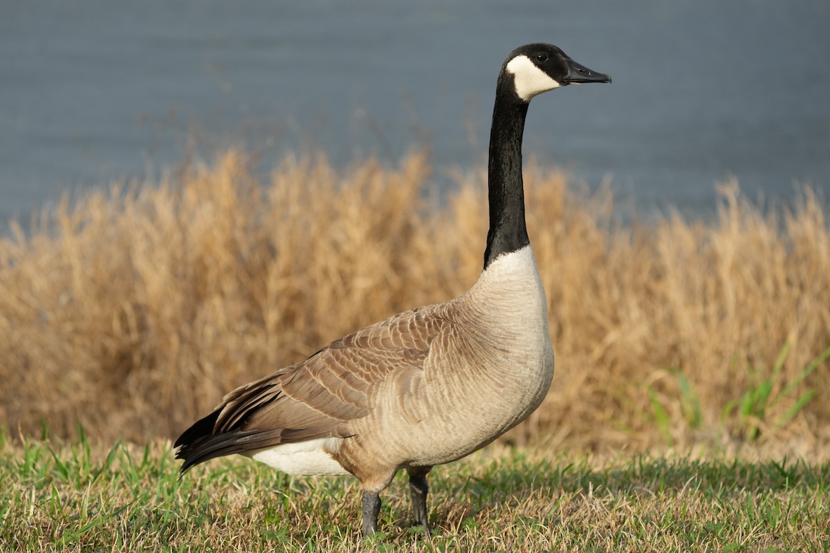 Canada Goose - ML630749164
