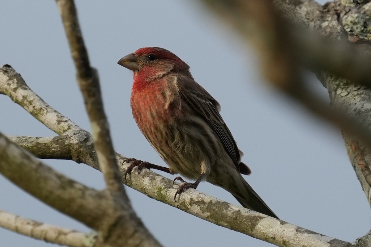 House Finch - ML630749211