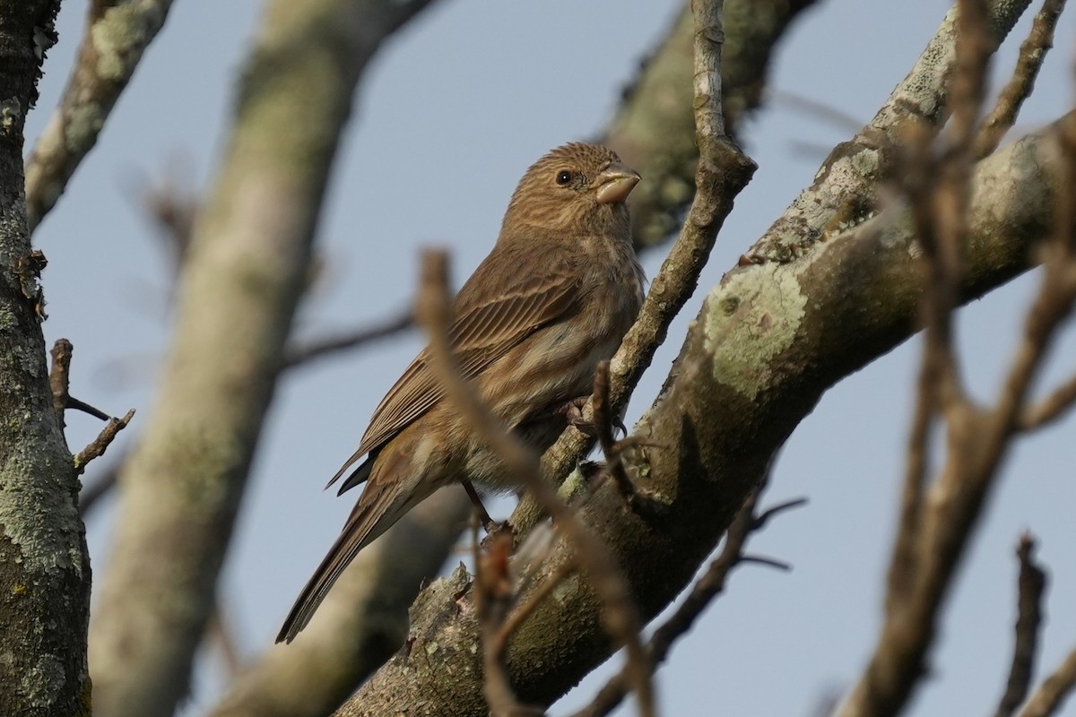 House Finch - ML630749224