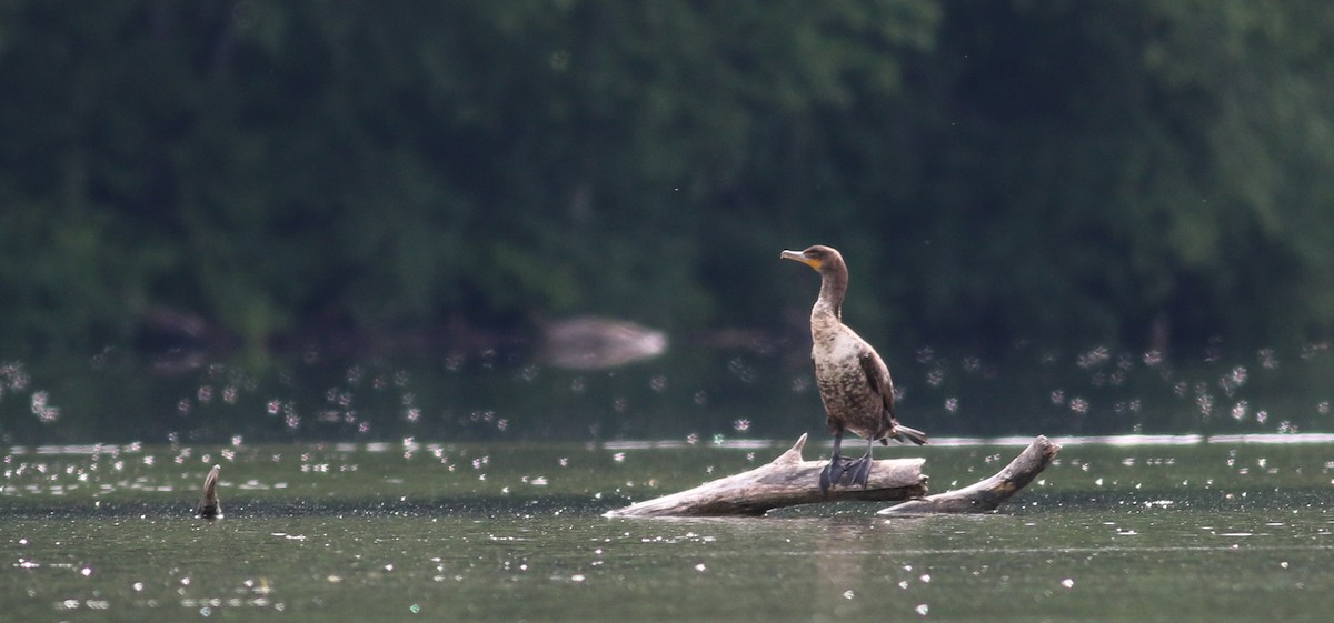 Cormoran à aigrettes - ML63074931