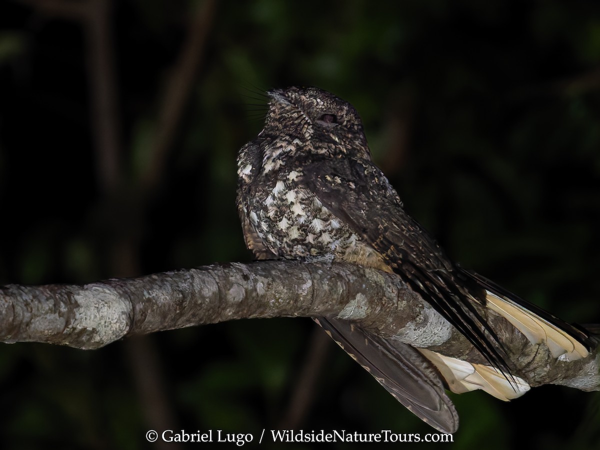 Hispaniolan Nightjar - ML630749386