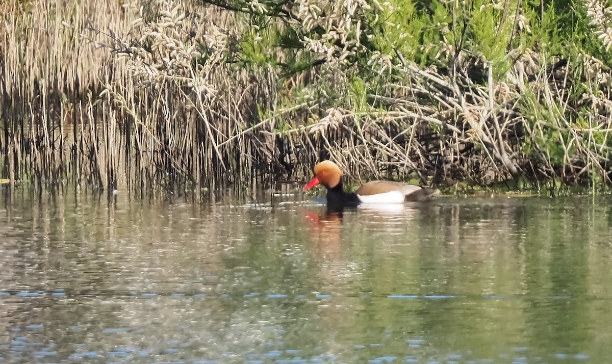 Red-crested Pochard - ML630749400