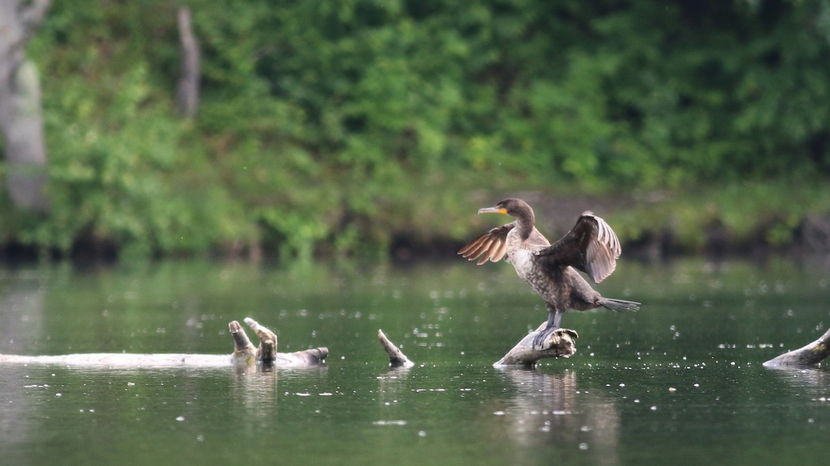 Double-crested Cormorant - Jay McGowan