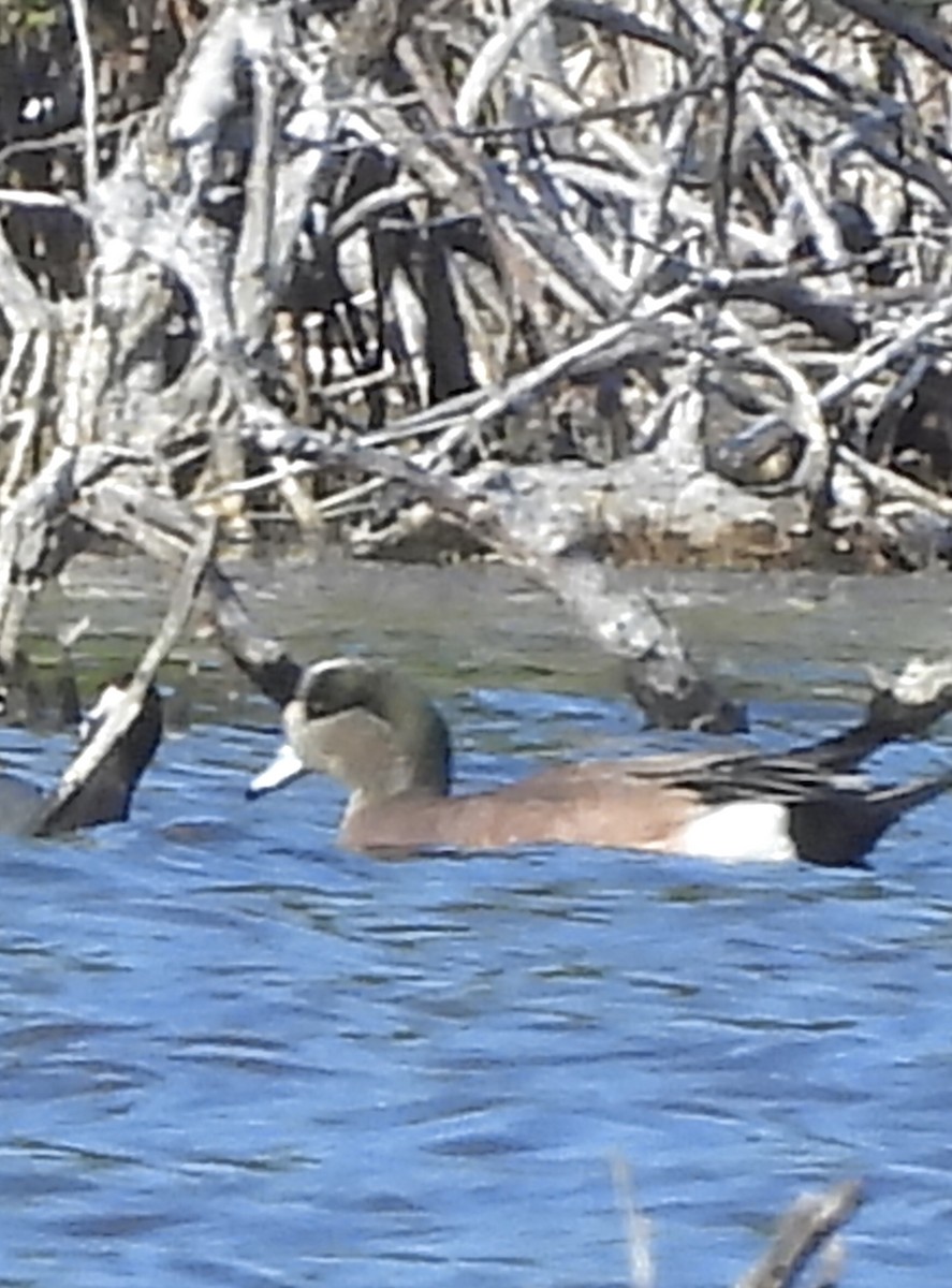American Wigeon - ML630749430