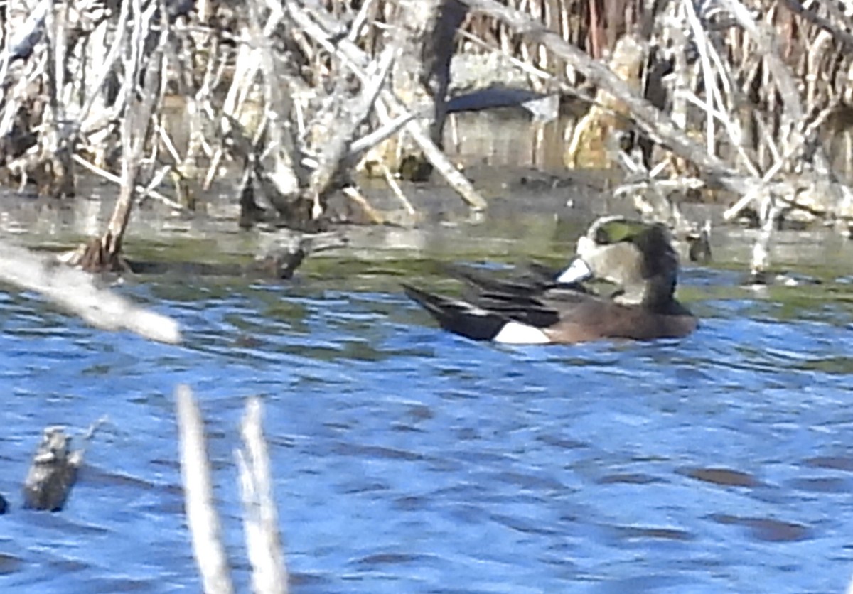 American Wigeon - ML630749431