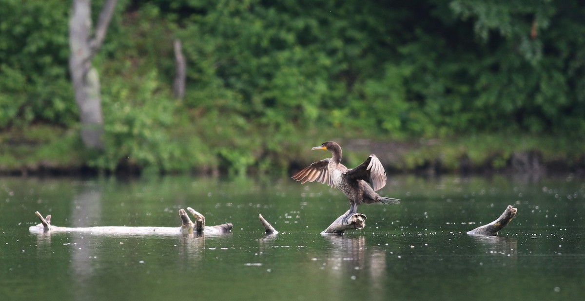 Double-crested Cormorant - ML63074951