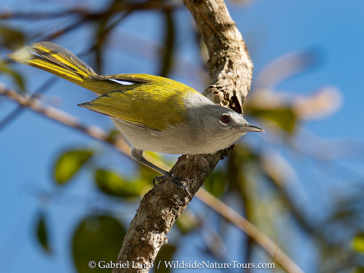 Green-tailed Warbler - ML630749546