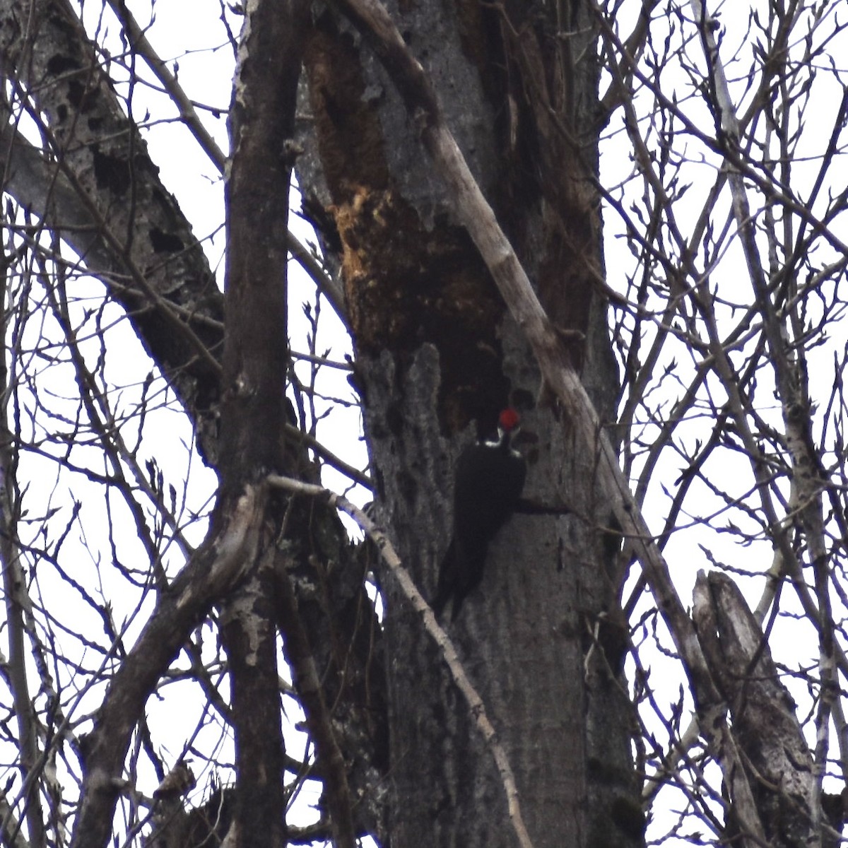 Pileated Woodpecker - ML630749582