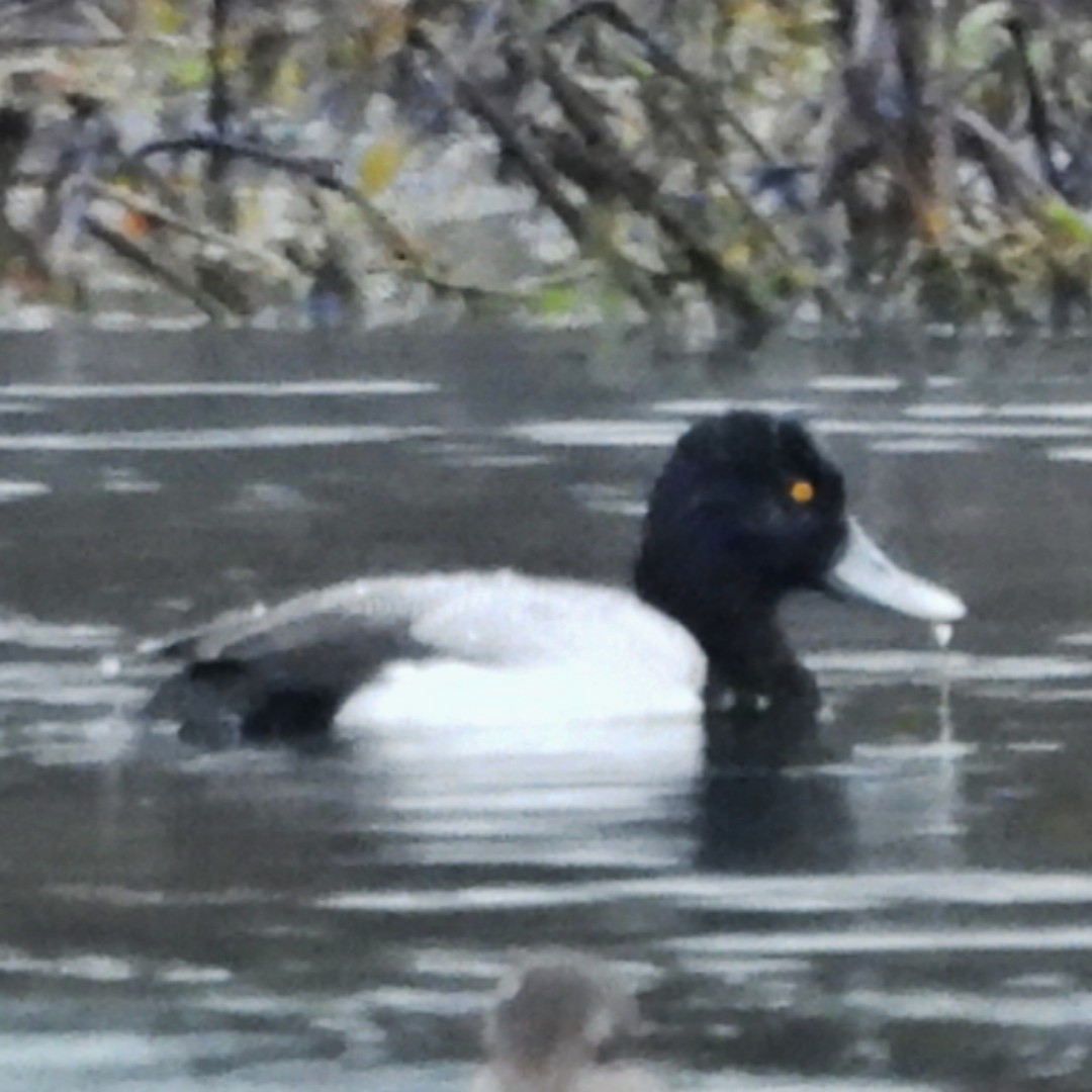 Lesser Scaup - ML630749754