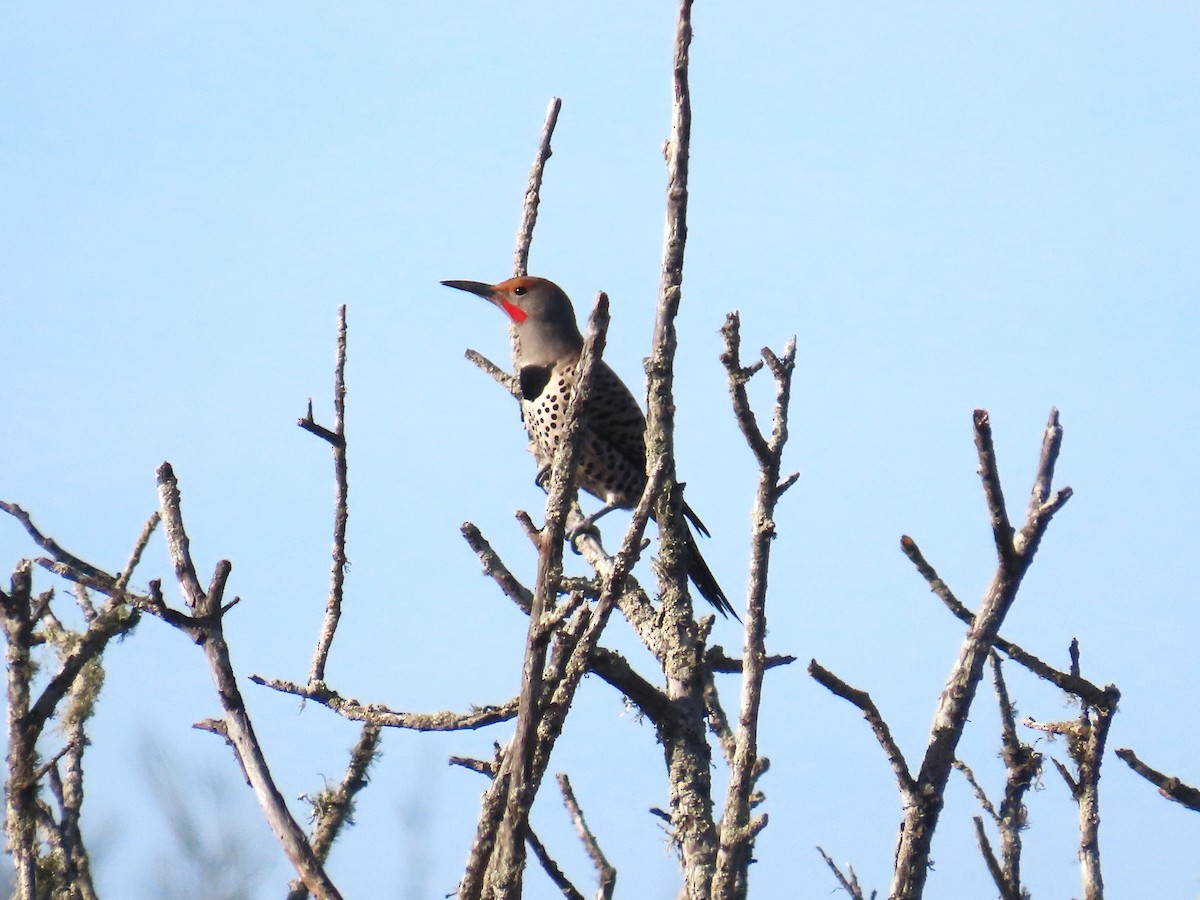 Northern Flicker - ML630749882