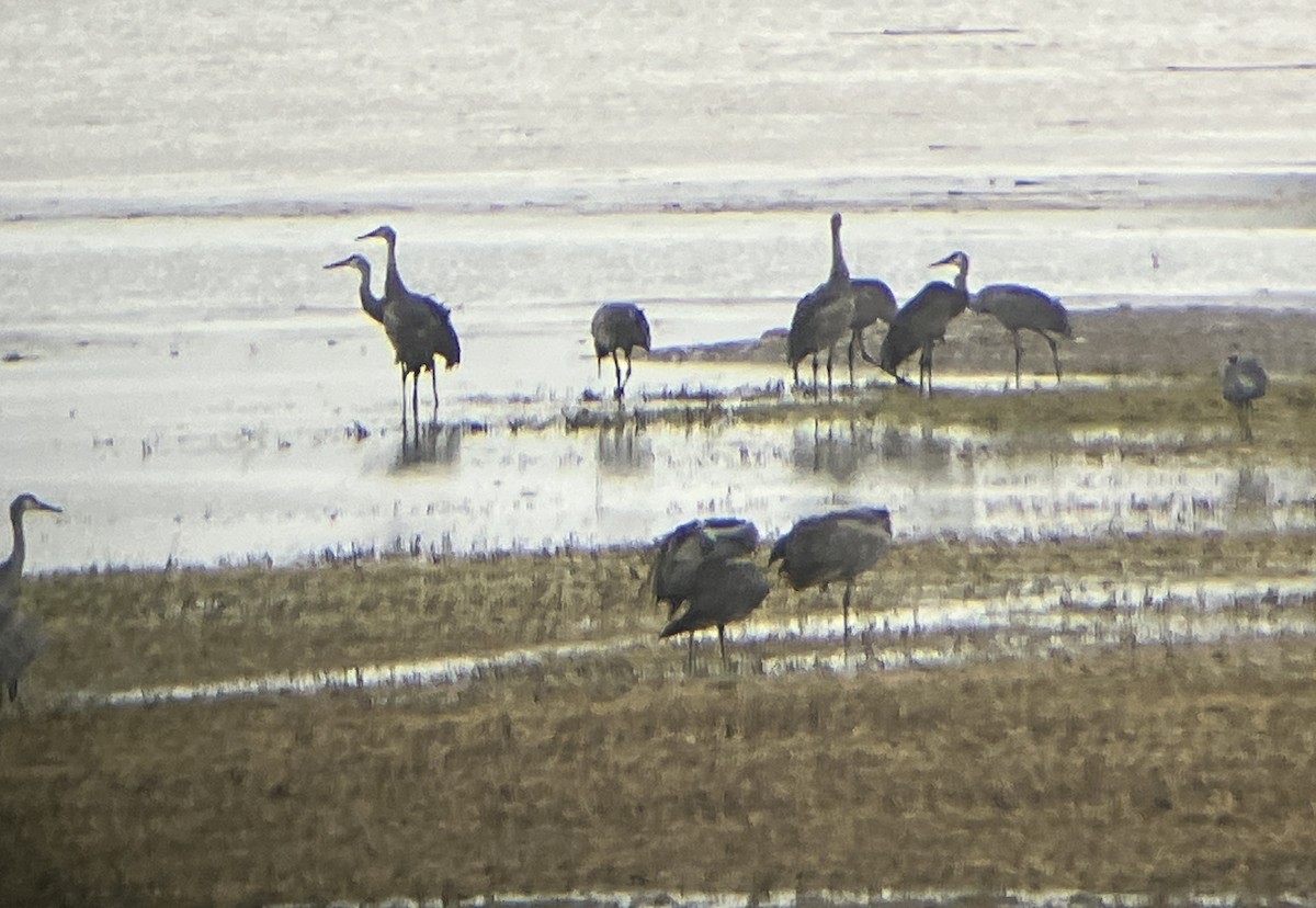 Sandhill Crane - ML630750209
