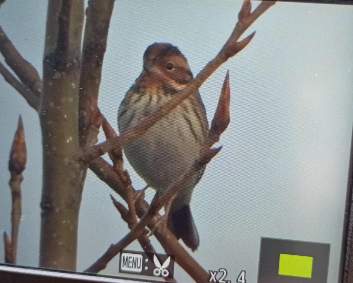 Little Bunting - ML630750227