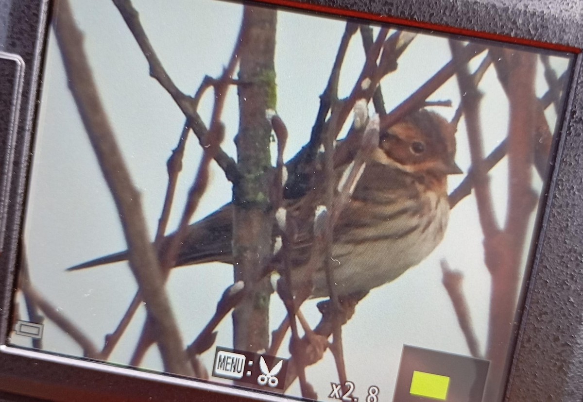 Little Bunting - ML630750228