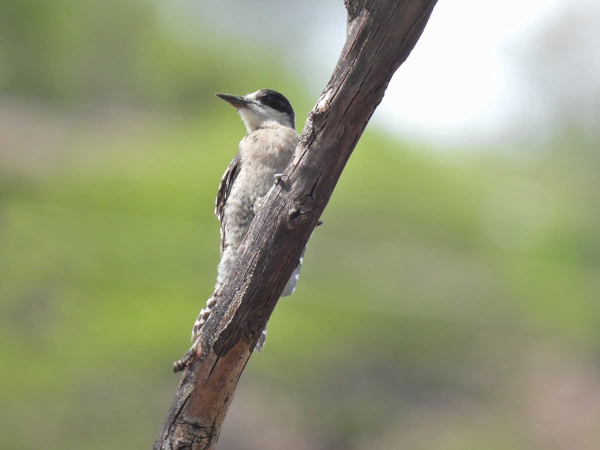 White-fronted Woodpecker - ML630751386