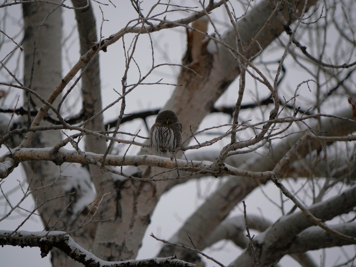 Northern Pygmy-Owl - ML630751414