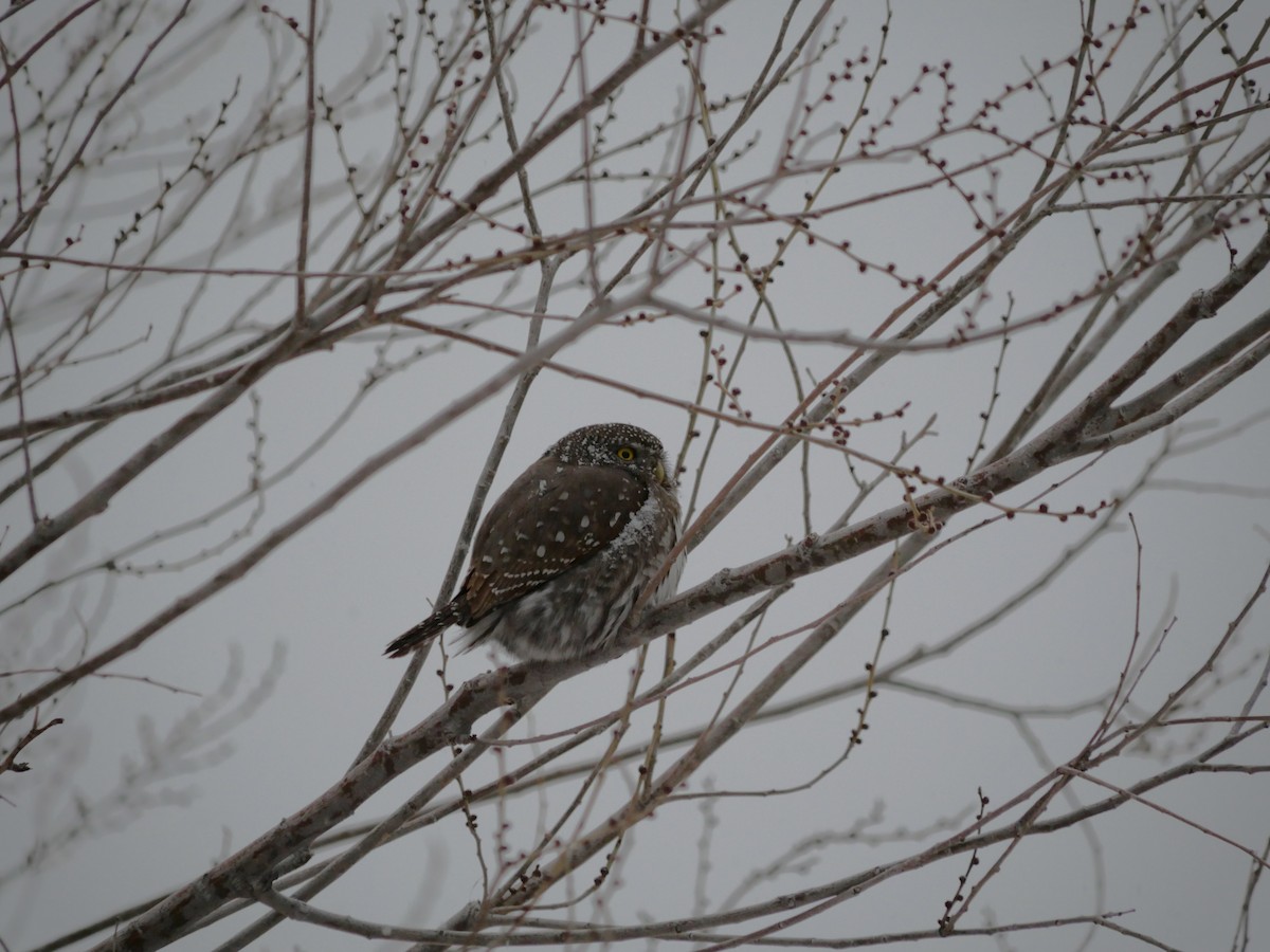 Northern Pygmy-Owl - ML630751423