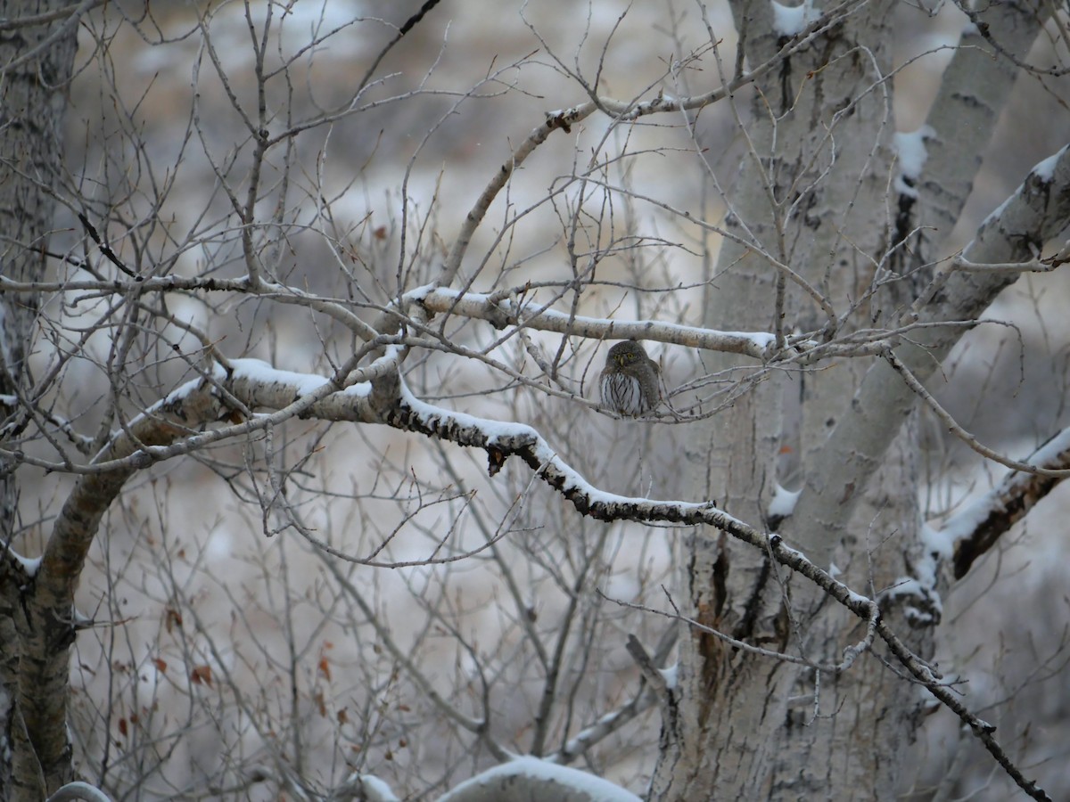 Northern Pygmy-Owl - ML630751429
