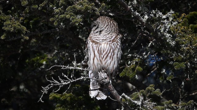 Barred Owl - ML630751668