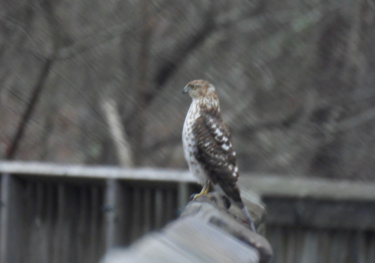 Cooper's Hawk - ML630751834