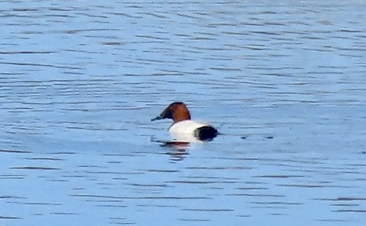 Canvasback - ML630752068