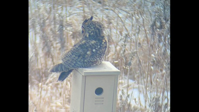 Long-eared Owl - ML630752101