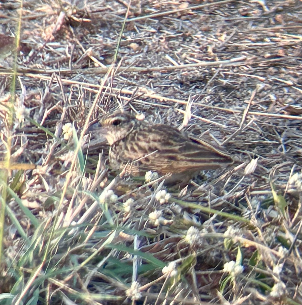 Jerdon's Bushlark - ML630752469