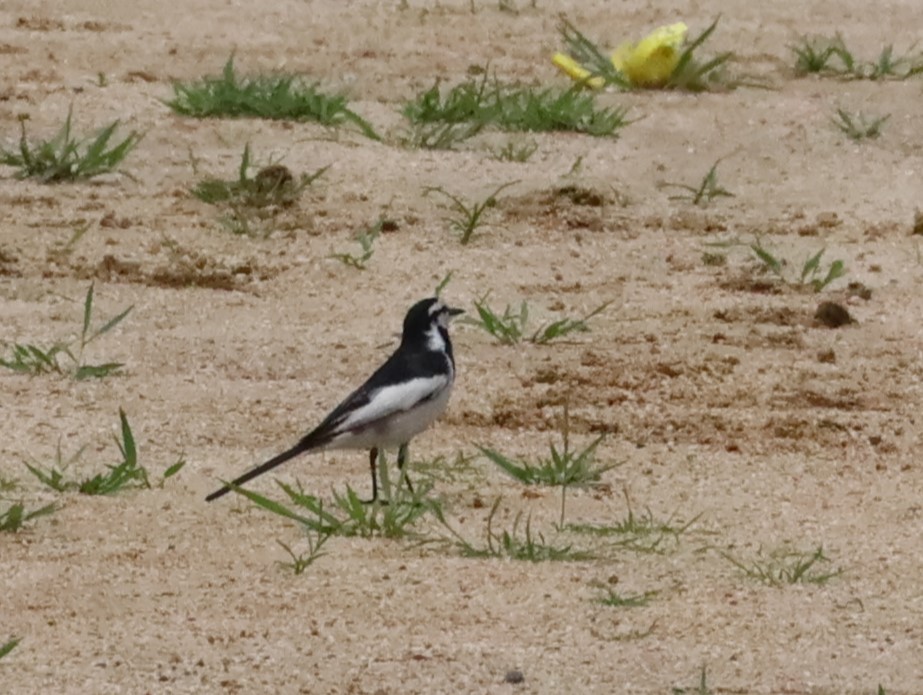 White Wagtail (Black-backed) - ML630752505