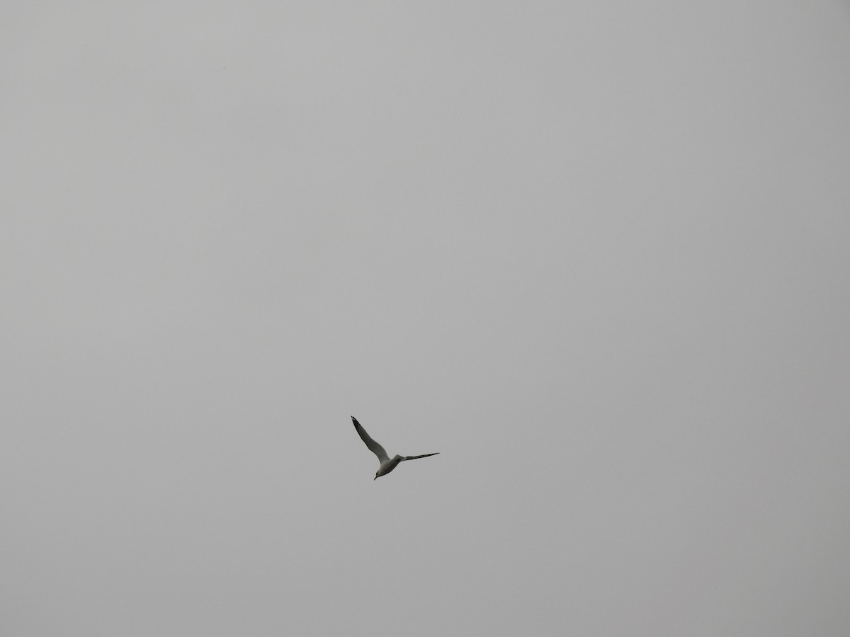 American Herring Gull - ML630752507