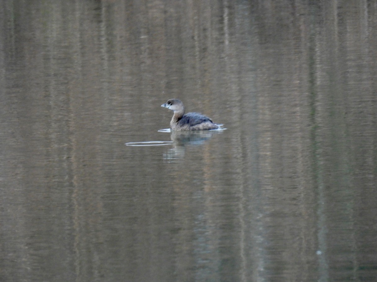 Pied-billed Grebe - ML630752559