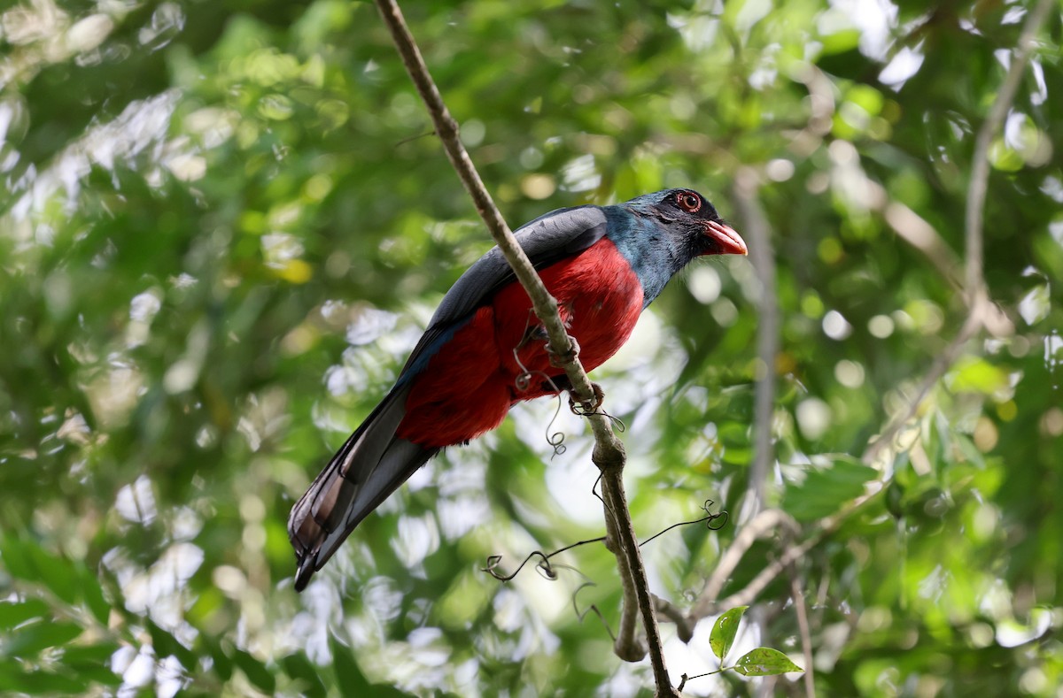 Slaty-tailed Trogon - ML630752581
