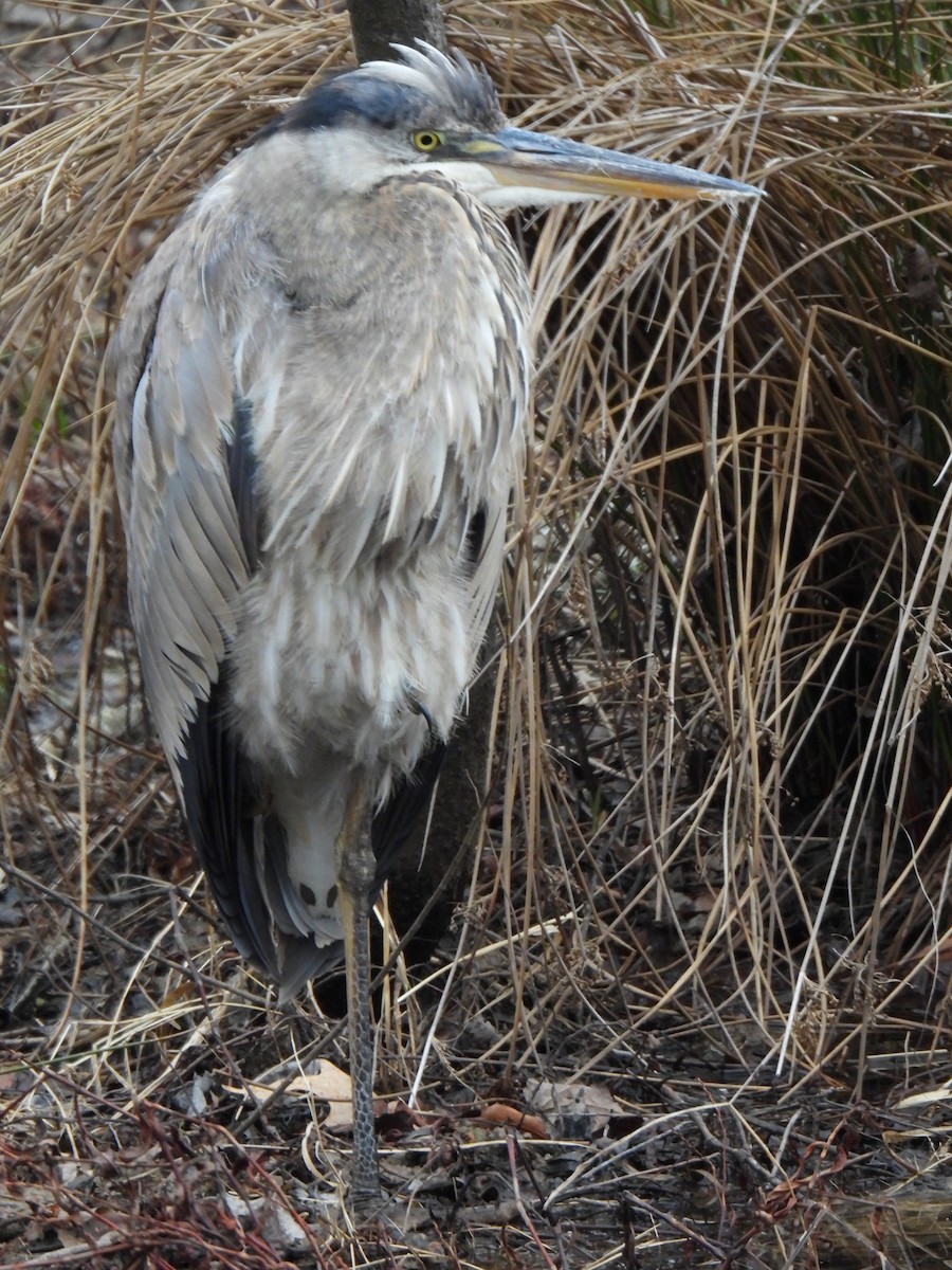 Great Blue Heron - ML630752592