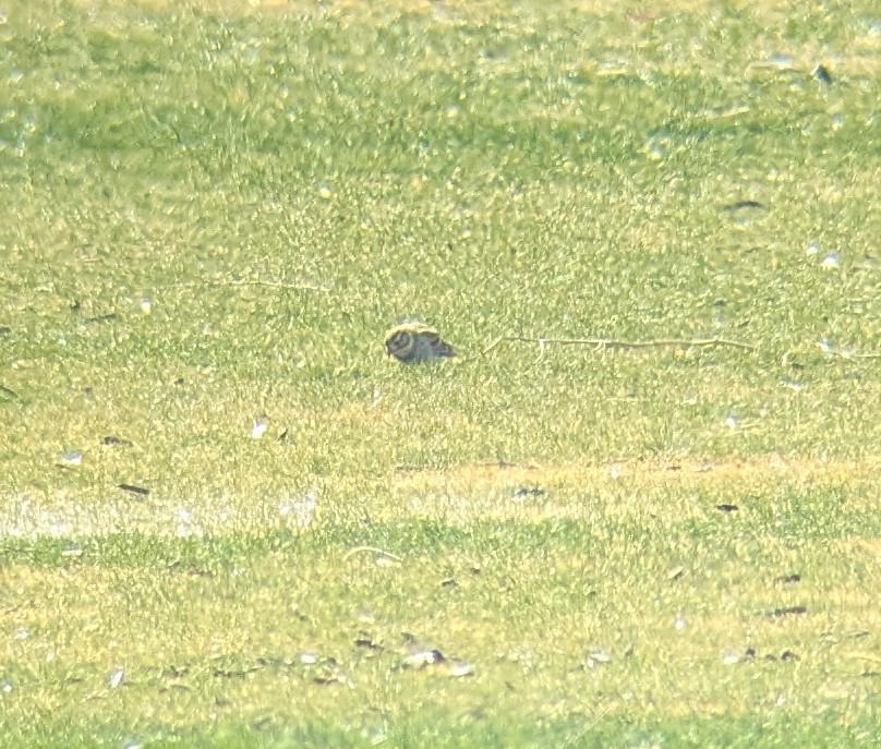 Lapland Longspur - ML630752830